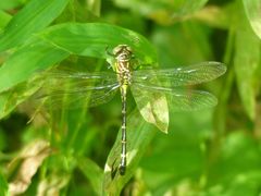 Stylogomphus sigmastylus