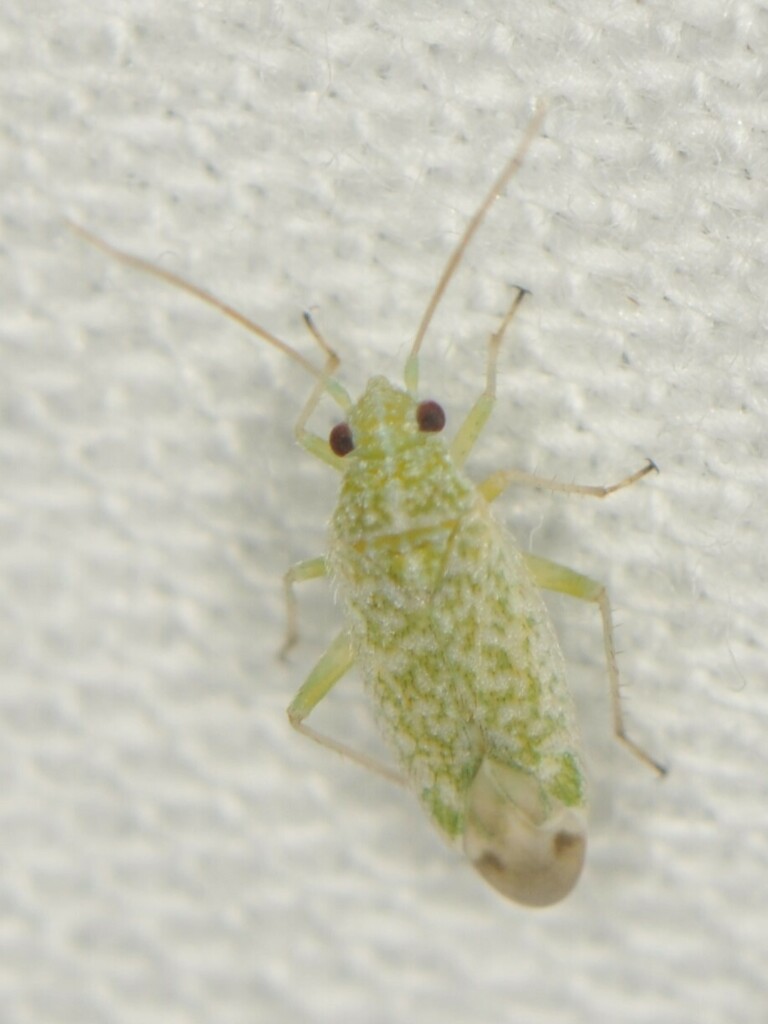 Orthotylus coagulatus