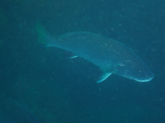Sciaena umbra