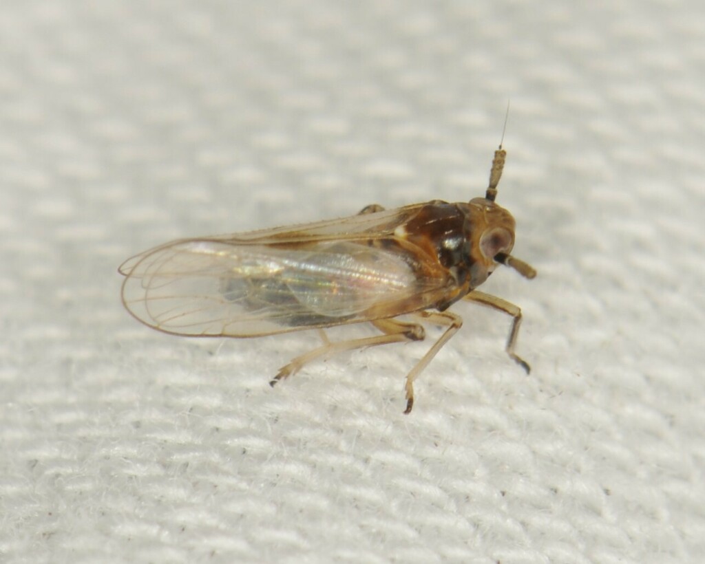 Pissonotus delicatus
