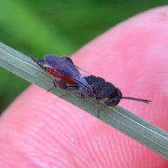 Phasgonophora sulcata
