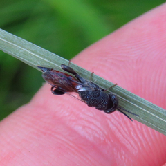 Phasgonophora sulcata