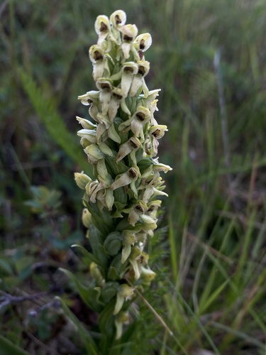 Image of Platanthera hyperborea by (c) Ingvild Riska, some rights reserved (CC BY)