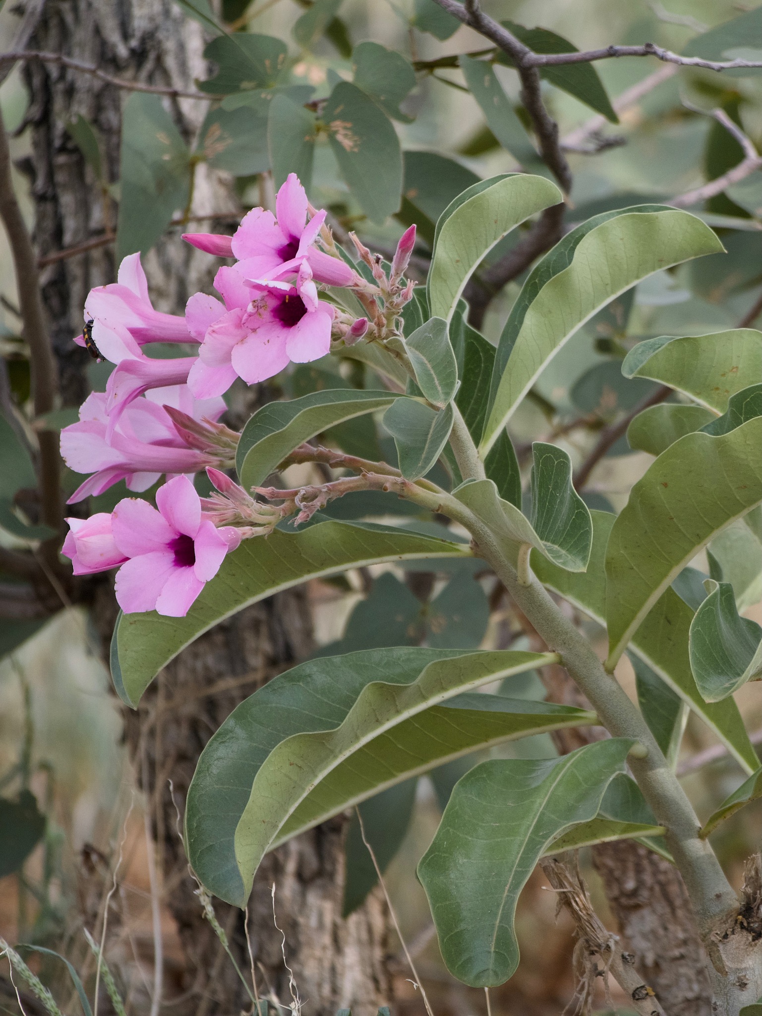 Imagem de Rosa do deserto