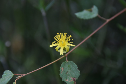 Grewia microcyclea