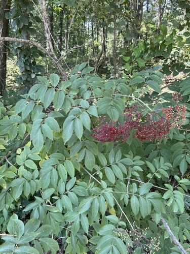 American black elderberry