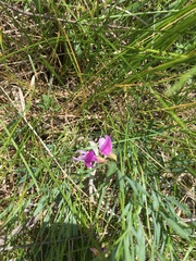 Lathyrus polymorphus
