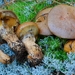 Suillus salmonicolor - Photo (c) noah_siegel,  זכויות יוצרים חלקיות (CC BY-NC-SA), הועלה על ידי noah_siegel