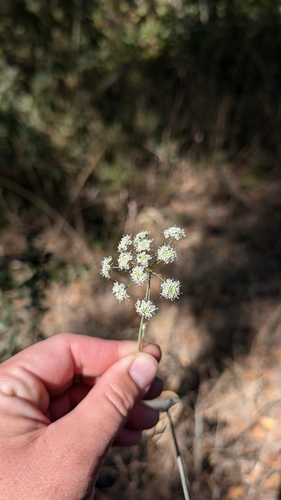 iNaturalist observation photo of Kellogg's yampah
