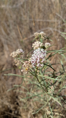 iNaturalist observation photo of narrowleaf milkweed