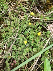 Hypericum anagalloides