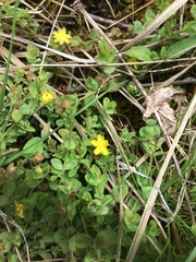 Hypericum anagalloides