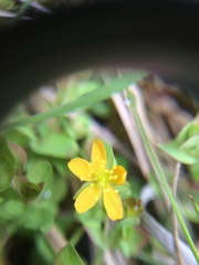 Hypericum anagalloides