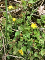 Hypericum anagalloides