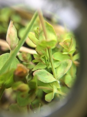 Hypericum anagalloides