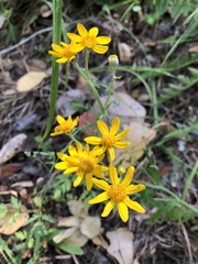 Eriophyllum latilobum