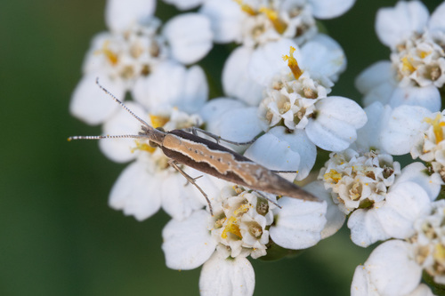 Diamondback moth