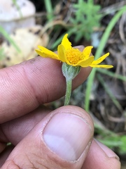 Eriophyllum latilobum