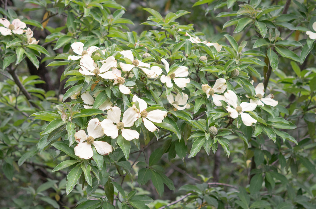 Cornus capitata - council-listed tree