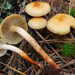 Smoky-gilled Hypholoma - Photo (c) noah_siegel, some rights reserved (CC BY-NC-SA), uploaded by noah_siegel