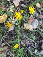 Eriophyllum latilobum