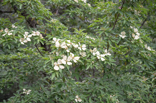 Cornus capitata