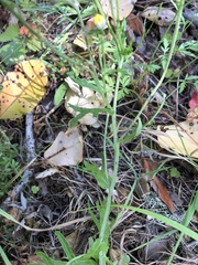 Eriophyllum latilobum