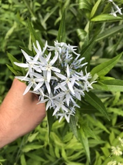 Amsonia tabernaemontana
