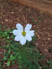 Cosmos parviflorus