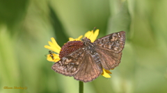 Erynnis propertius