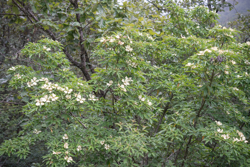 Cornus capitata