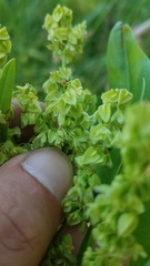Rumex altissimus