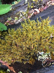 Racomitrium canescens