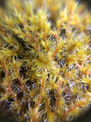 Racomitrium canescens