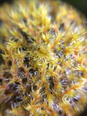 Racomitrium canescens
