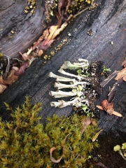 Racomitrium canescens
