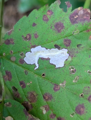 Blackberry Leafminer Moth photo 5