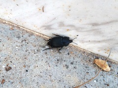 Ablattaria laevigata