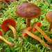 Cortinarius malicorius - Photo (c) noah_siegel, some rights reserved (CC BY-NC-SA), uploaded by noah_siegel