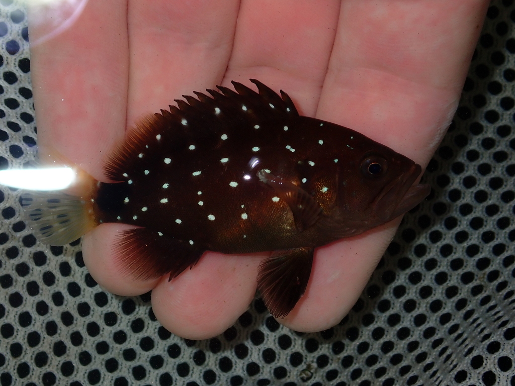 Immagine rappresentativa del genere Hyporthodus