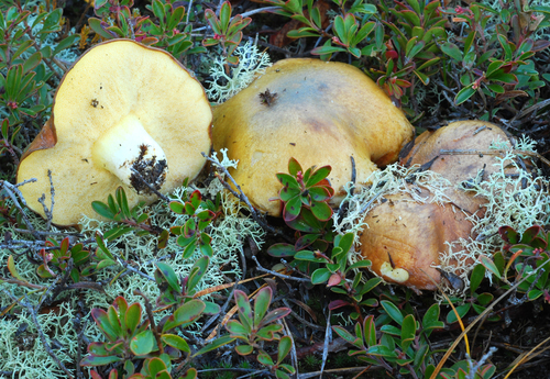 Short-stalked Suillus