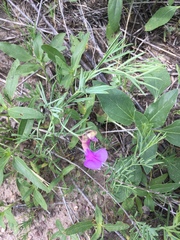 Lathyrus polymorphus