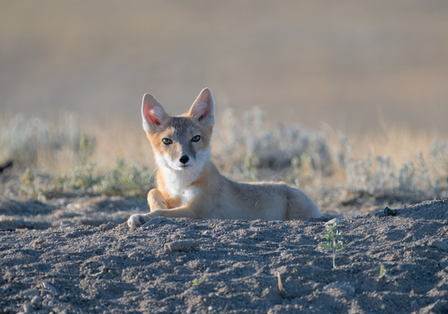 Swift Fox photographed in Wyoming