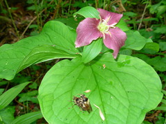 Criorhina bubulcus