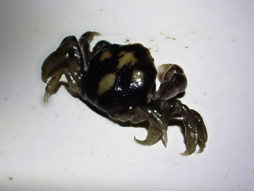 squatter pea crab