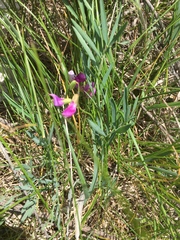 Lathyrus polymorphus