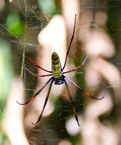 Redleg Orbweaver