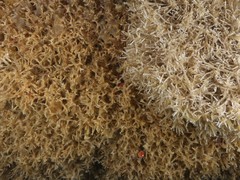 Thalamoporella gothica