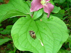 Criorhina bubulcus