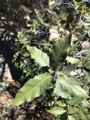 Quercus peninsularis
